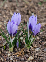 /album/rarity-a-novinky-2026-predjari/crocus-concinnus-vltava-poupata-jpg/